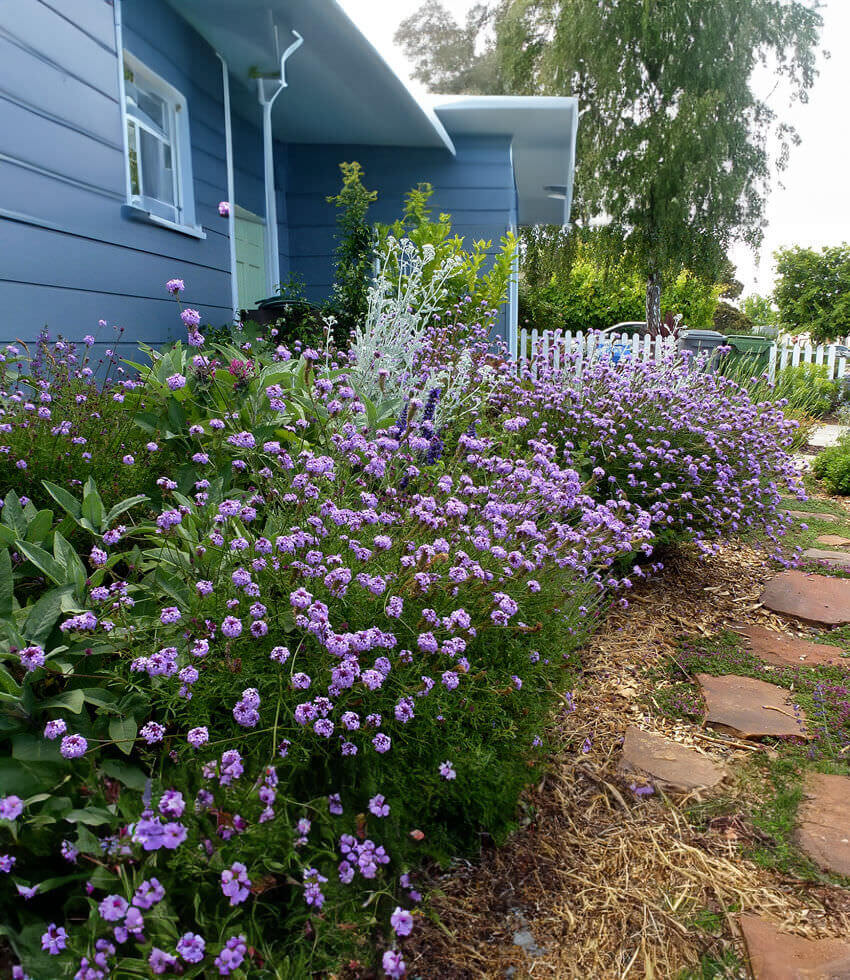 Verbena lilacina - De La Mina Annie's Annuals