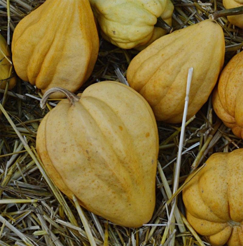 Southern Exposure Thelma Sanders Sweet Potato Winter Squash Seeds - Thumbnail 2