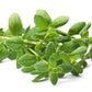 Sweet Marjoram Seeds (Organic) Southern Exposure Seed Exchange