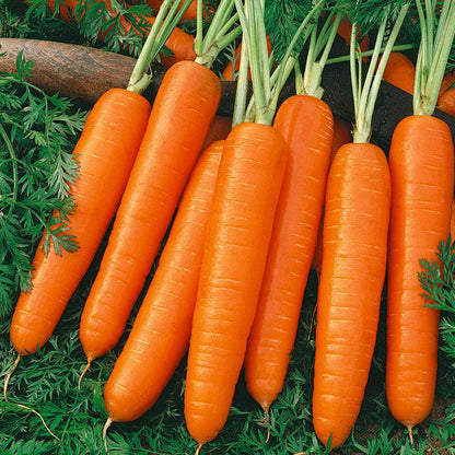 Scarlet Nantes Carrot Seeds (Organic) Peaceful Valley