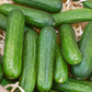 Muncher Cucumber Seeds (Organic) - Grow Organic