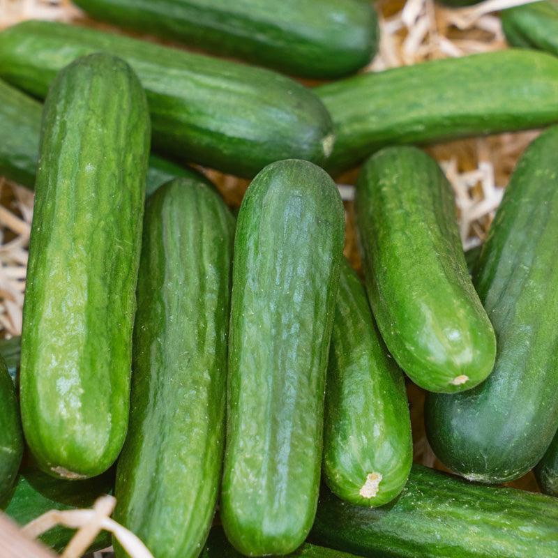 Muncher Cucumber Seeds (Organic) - Grow Organic