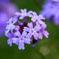 Verbena lilacina - De La Mina Annie's Annuals