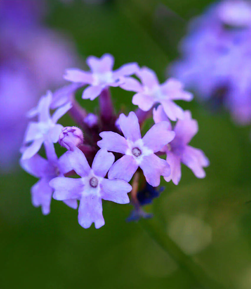 Verbena lilacina - De La Mina Annie's Annuals