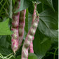 Borlotto Lingua Di Fuoco Nano Dry/Shell Bush Bean Seeds High Desert Seed and Gardens
