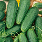 Homemade Pickles Cucumber Seeds (Organic) - Grow Organic