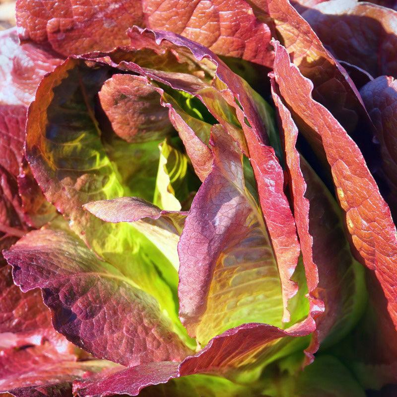 romaine lettuce seeds from plant Southern Exposure Organic Rouge D'Hiver Romaine/Cos Lettuce – Grow Organic