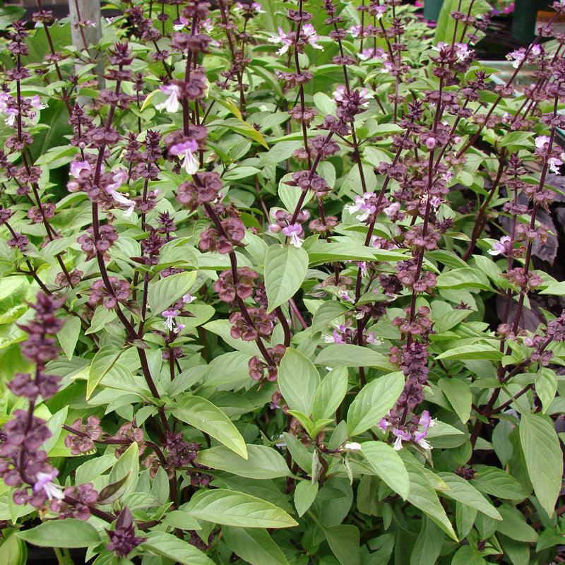 Thai Basil Seeds (Organic) Peaceful Valley