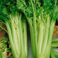 Tall Utah Celery Seeds (Organic) - Grow Organic