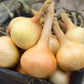 Walla Walla Onion Seeds (Organic) Peaceful Valley