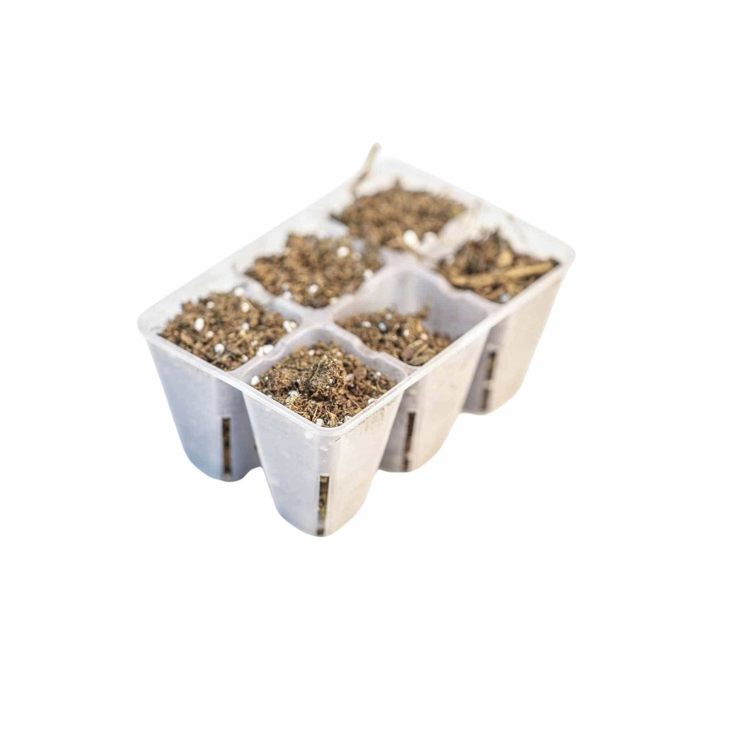 6 Cell Plug Tray Inserts Bootstrap Farmer