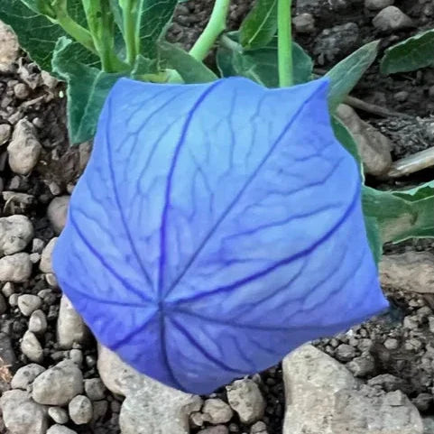 Balloonflower Seeds (Organic) Strictly Medicinal