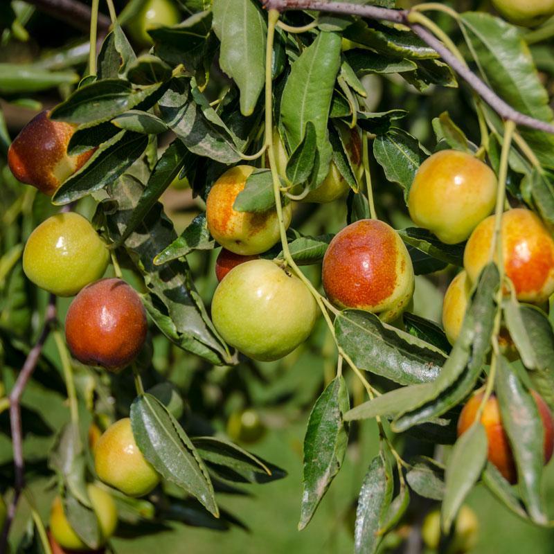 Jujube Honey Jar Tree Grow Organic