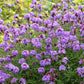 Verbena lilacina - De La Mina Annie's Annuals
