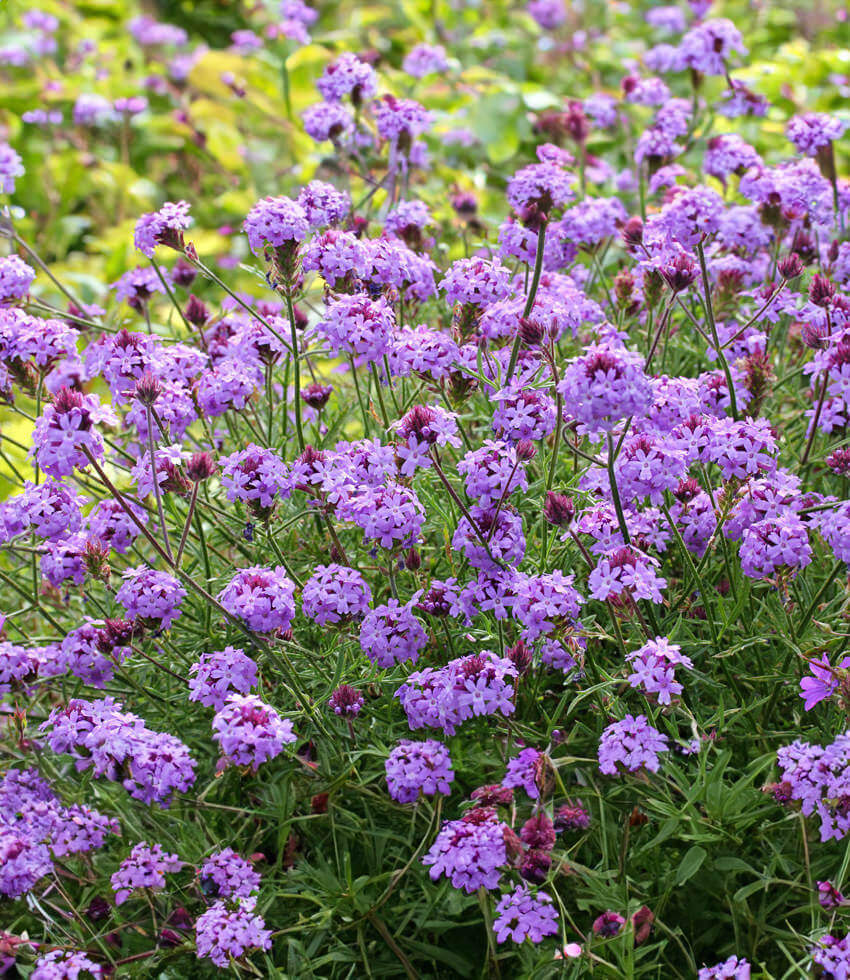 Verbena lilacina - De La Mina Annie's Annuals