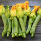 Straito d'Italia Zucchini Summer Squash Seeds (Organic) San Diego Seed Company