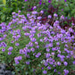 Verbena lilacina - De La Mina Annie's Annuals