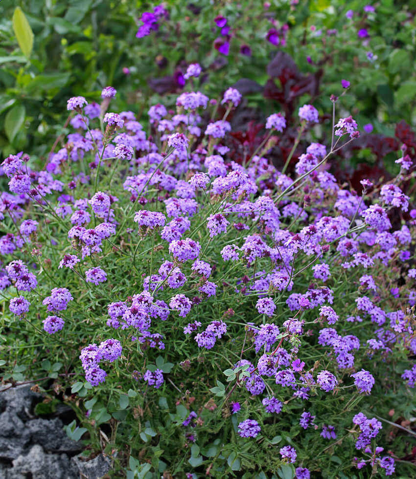 Verbena lilacina - De La Mina Annie's Annuals