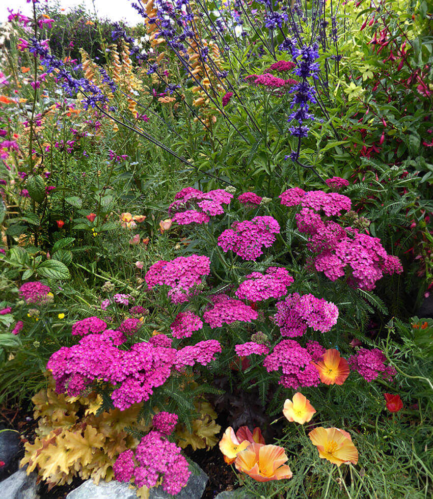 Achillea millefolium - Rosa Maria Annie's Annuals
