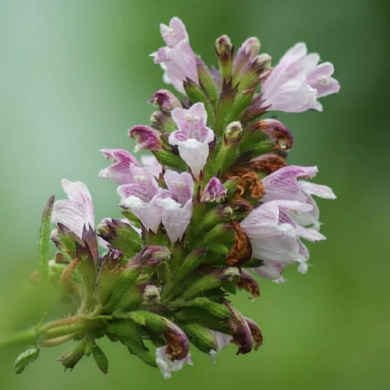 Balm of Gilead Seeds (Organic) Strictly Medicinal