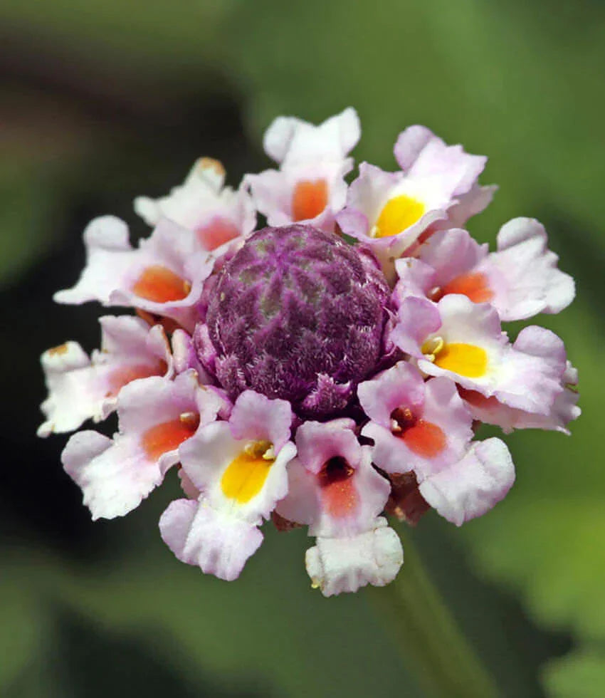 Lippia Repens Grow Organic
