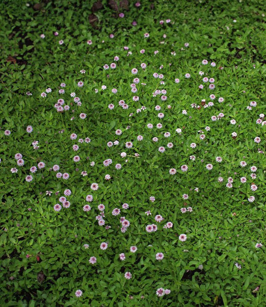 Lippia Repens Grow Organic