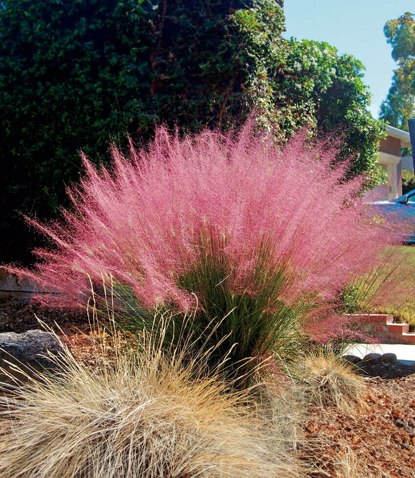 Muhlenbergia Capillaris Grow Organic