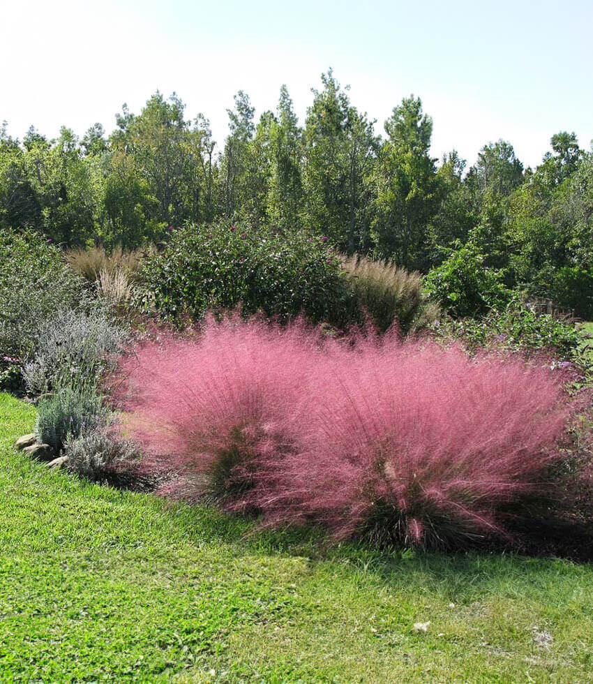 Muhlenbergia Capillaris Grow Organic