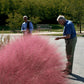 Muhlenbergia Capillaris Grow Organic