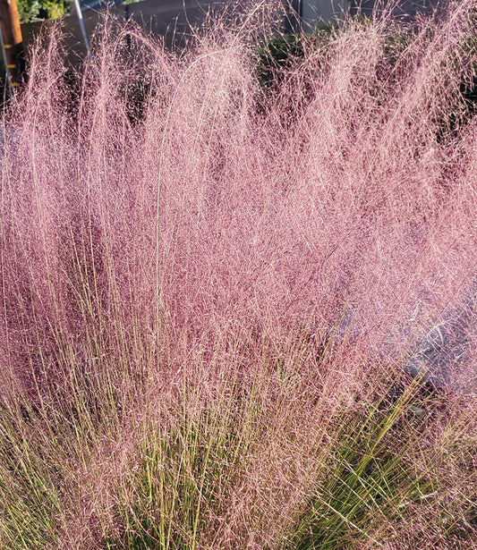 Muhlenbergia Capillaris Grow Organic