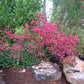 Eriogonum Grande Rubescens Grow Organic