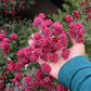 Eriogonum Grande Rubescens Grow Organic