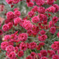 Eriogonum Grande Rubescens Grow Organic