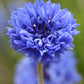Centaurea Cyanus - Blue Diadem Grow Organic