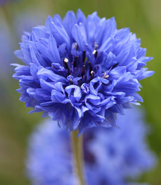 Centaurea Cyanus - Blue Diadem Grow Organic