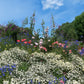 Centaurea Cyanus - Blue Diadem Grow Organic