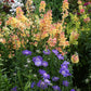 Antirrhinum Majus - Chantilly Peach Grow Organic