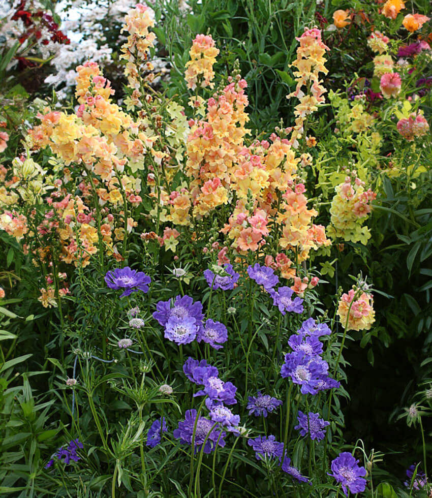 Antirrhinum Majus - Chantilly Peach Grow Organic