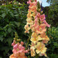 Antirrhinum Majus - Chantilly Peach Grow Organic