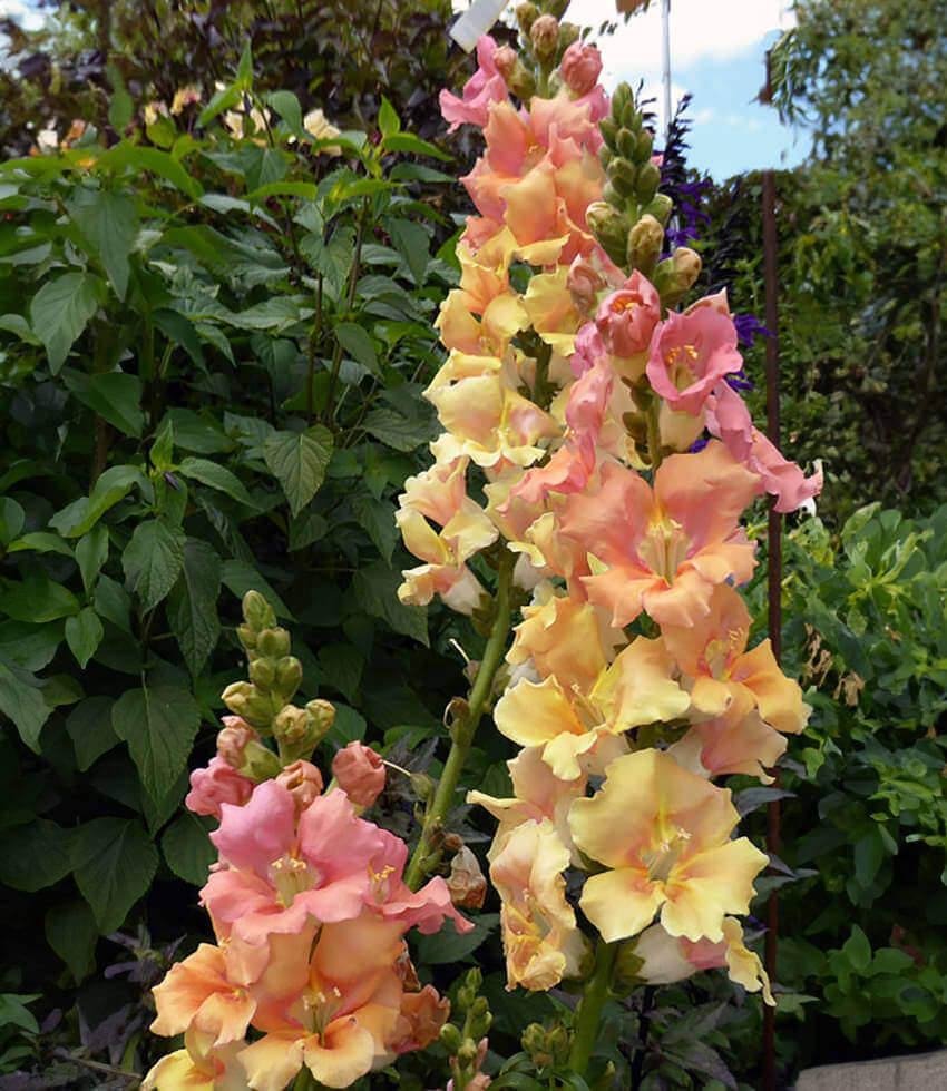 Antirrhinum Majus - Chantilly Peach Grow Organic