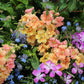 Antirrhinum Majus - Chantilly Peach Grow Organic