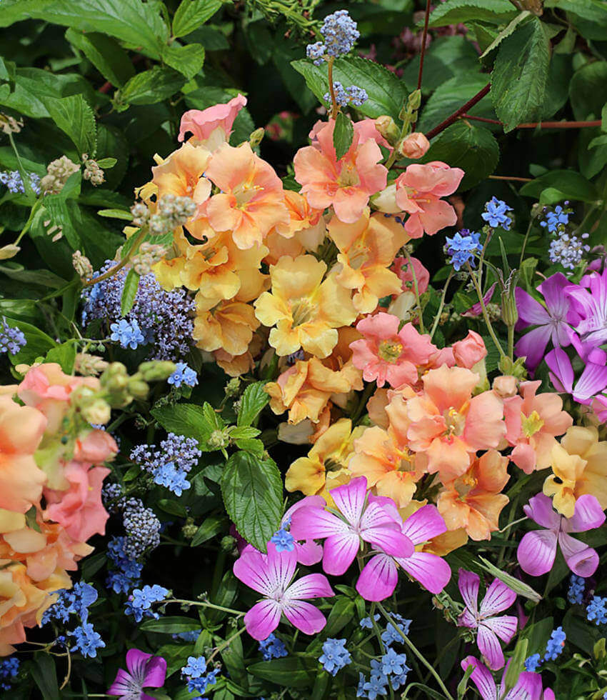 Antirrhinum Majus - Chantilly Peach Grow Organic