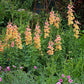 Antirrhinum Majus - Chantilly Peach Grow Organic