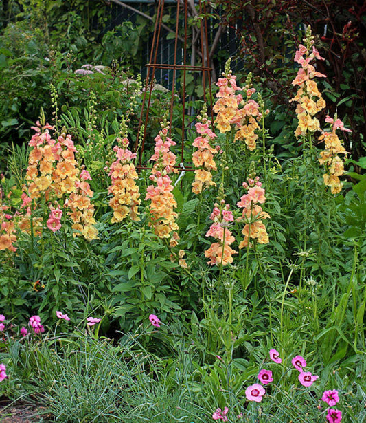 Antirrhinum Majus - Chantilly Peach Grow Organic