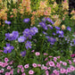 Scabiosa Caucasica - Fama Blue Grow Organic