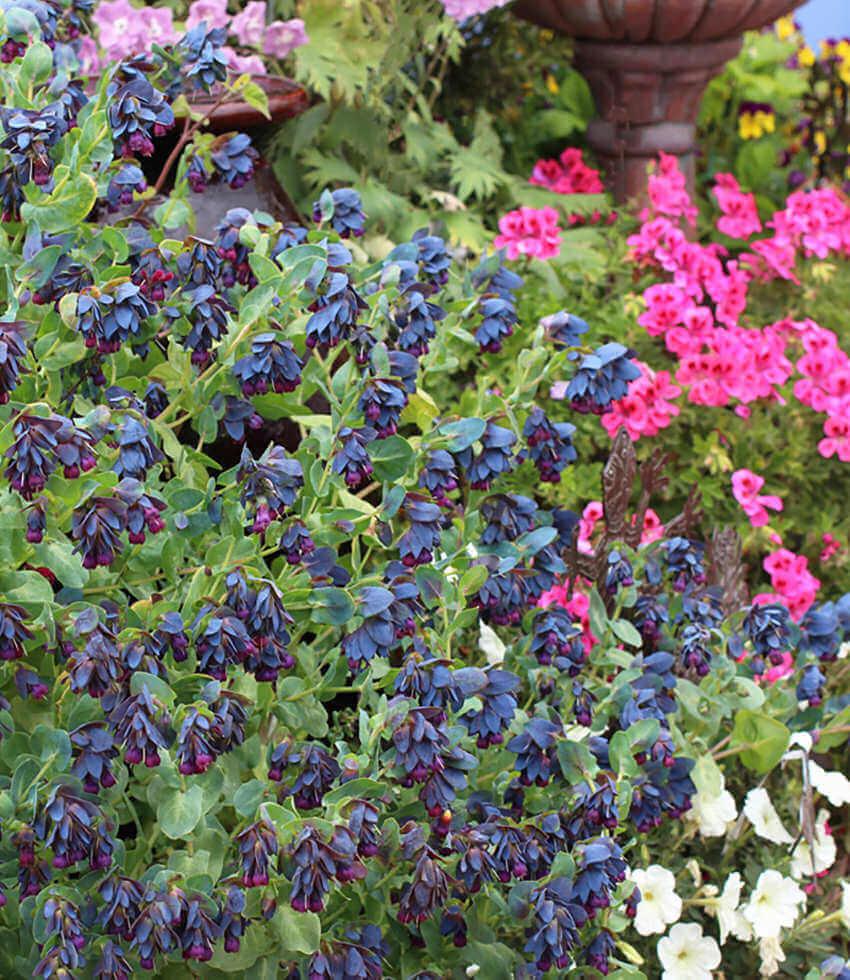 Cerinthe Major Purpurascens Grow Organic