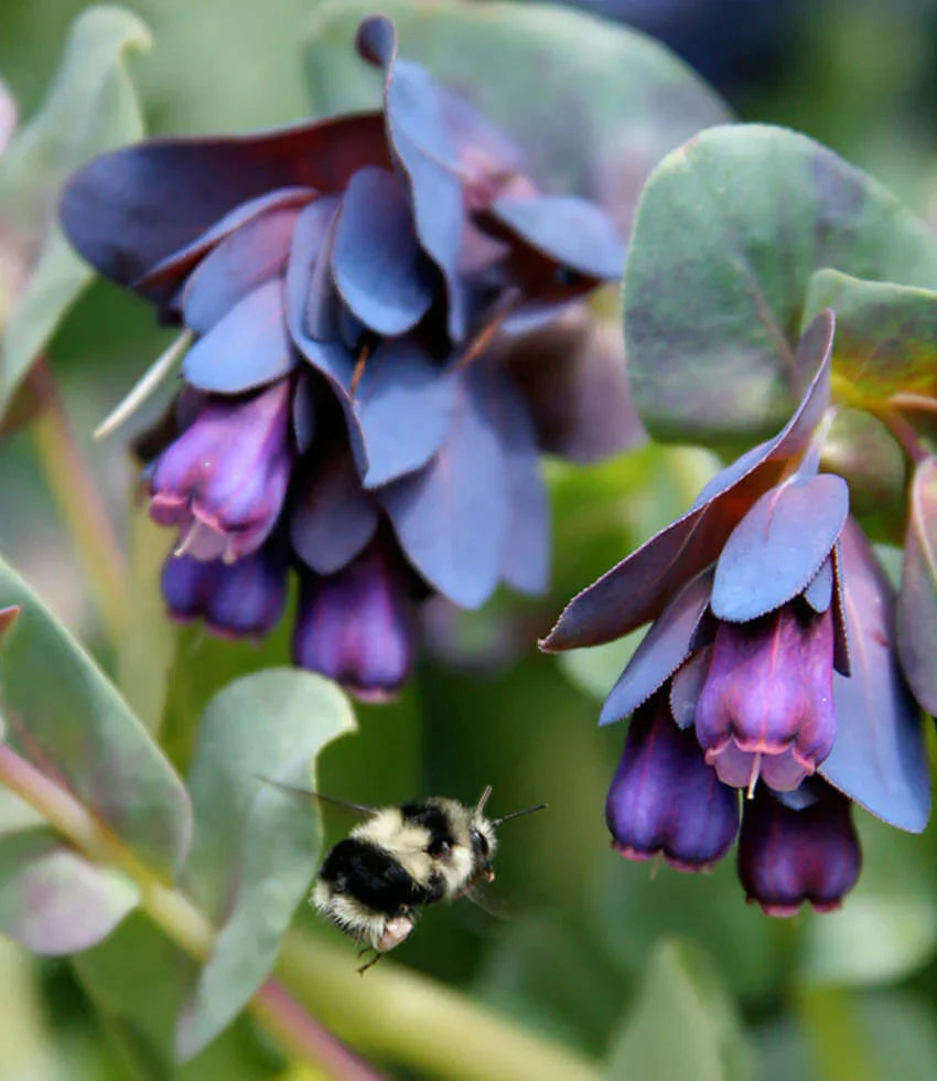 Cerinthe Major Purpurascens Grow Organic