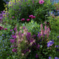 Verbascum Hybrid - Southern Charm Grow Organic