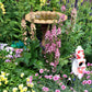 Verbascum Hybrid - Southern Charm Grow Organic