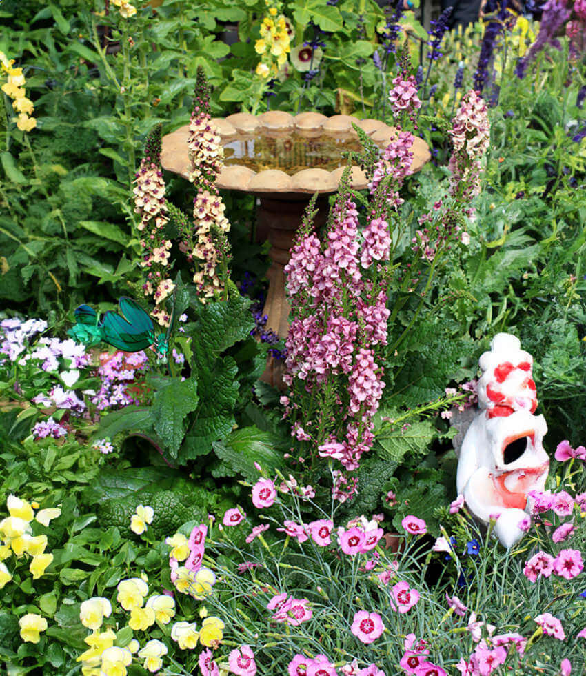 Verbascum Hybrid - Southern Charm Grow Organic